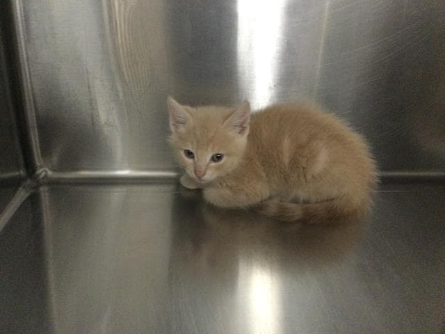 Unknown - Domestic Short Hair