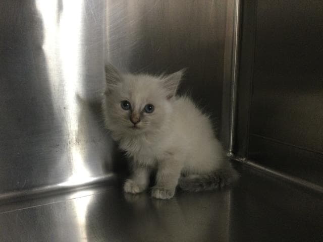 Unknown - Domestic Medium Hair