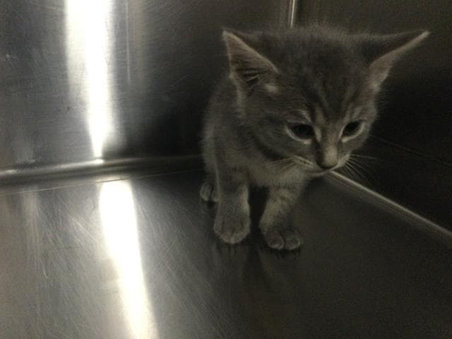 Unknown - Domestic Short Hair
