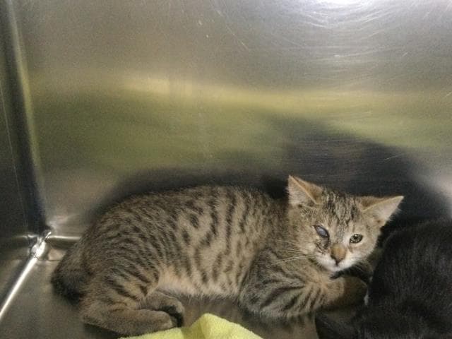 Unknown - Domestic Medium Hair