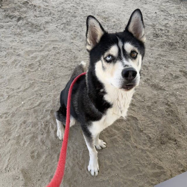 Blue - Siberian Husky