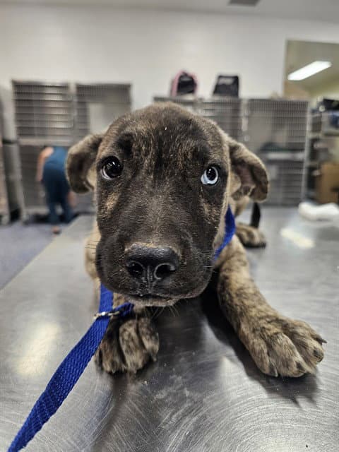 Elvis - Pit Bull Terrier