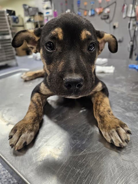 Earl - Pit Bull Terrier