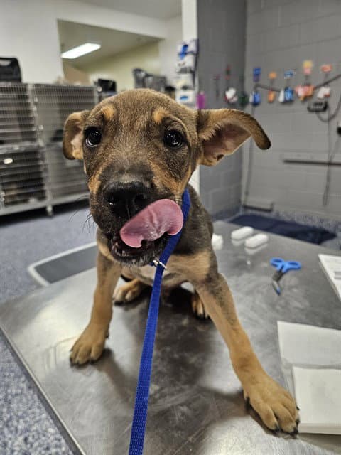 Elijah - Pit Bull Terrier