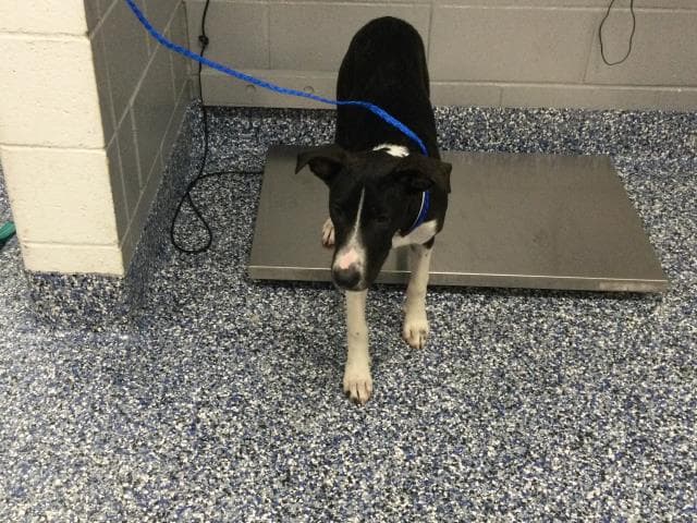 Kaylee - Pit Bull Terrier
