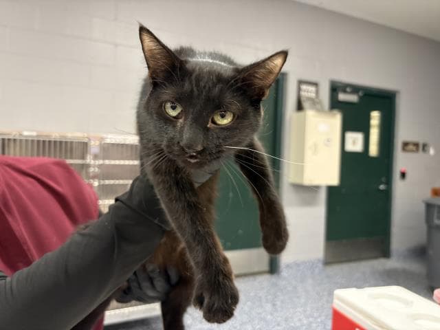Spade - Domestic Short Hair