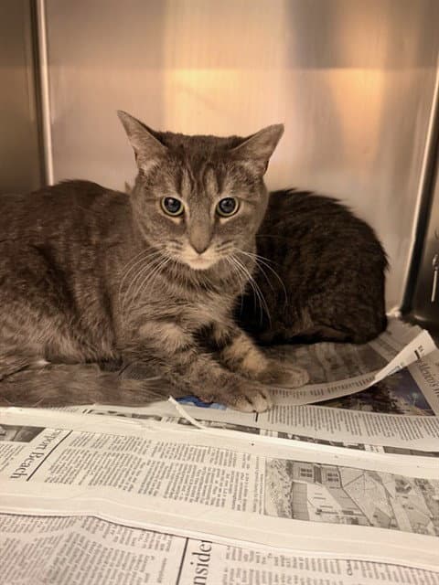Daisy - Domestic Short Hair