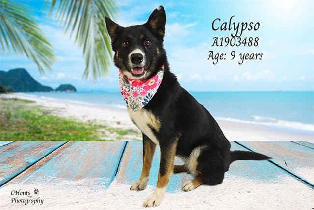 Calypso - Australian Cattle Dog/Blue Heeler
