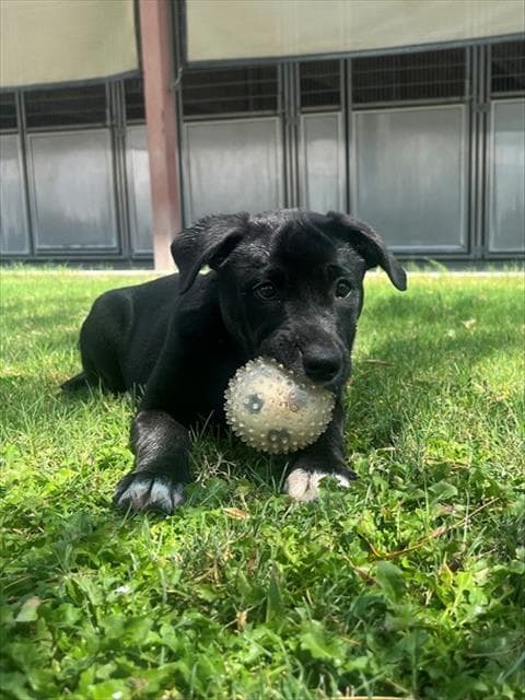 Banjo - Labrador Retriever