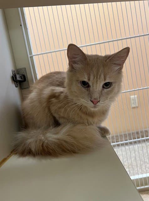 Croissant - Domestic Medium Hair