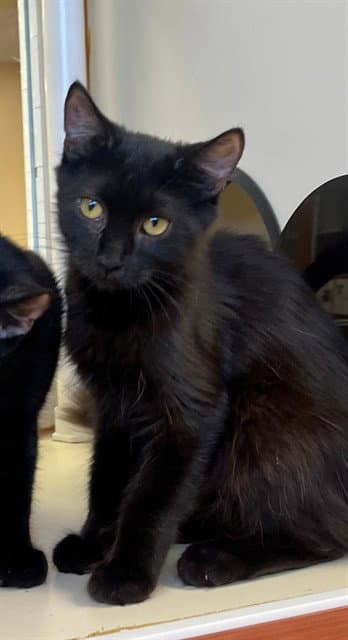 Evie - Domestic Medium Hair
