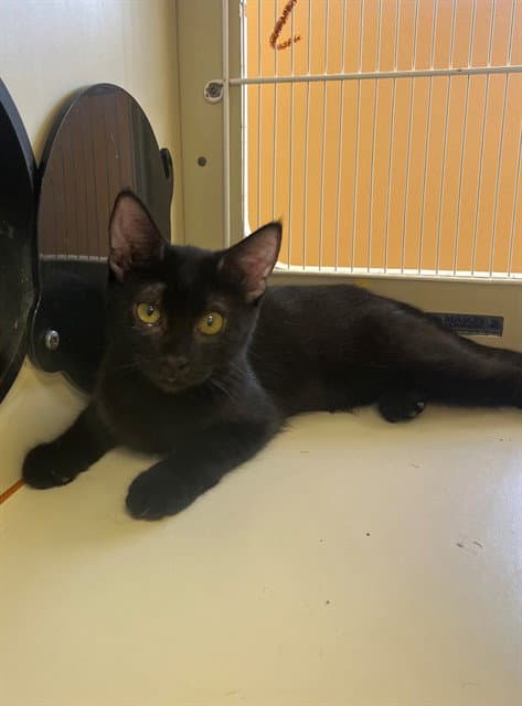 Noir - Domestic Short Hair