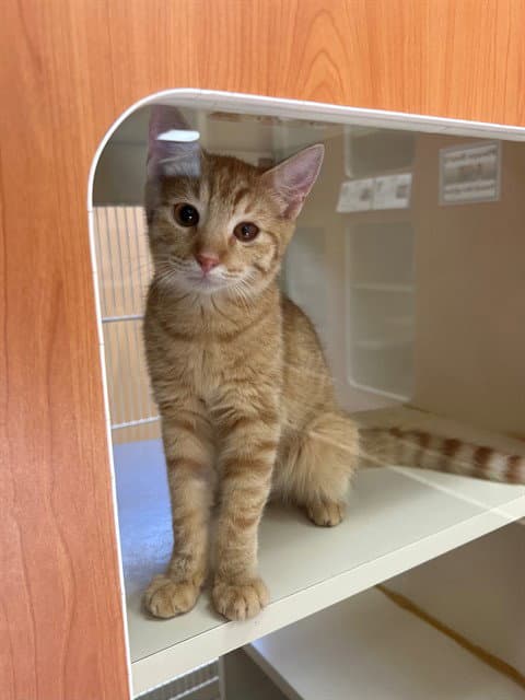 Sunny - Domestic Short Hair