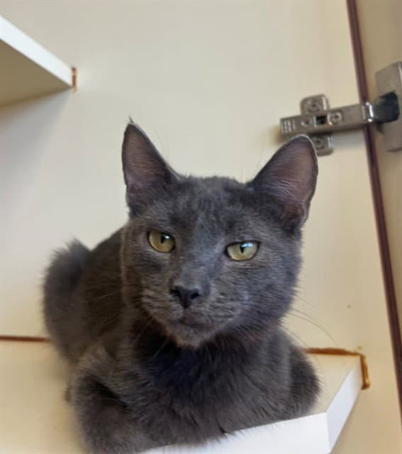 Blueberry - Domestic Short Hair