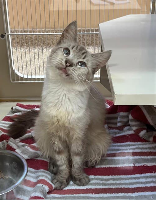 Gia - Domestic Long Hair