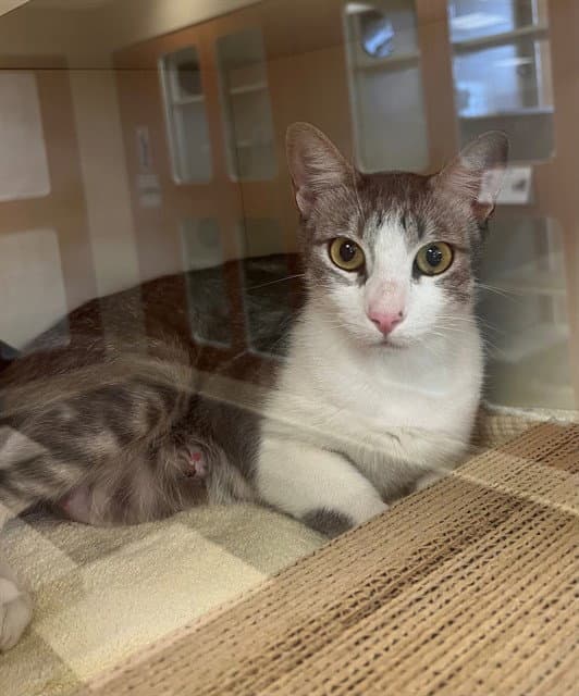Galena - Domestic Short Hair