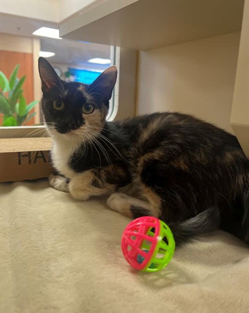 Chloe - Domestic Short Hair