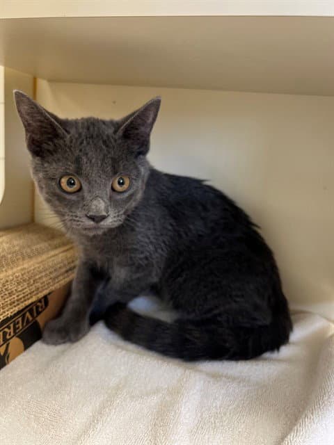 Smokey - Domestic Short Hair