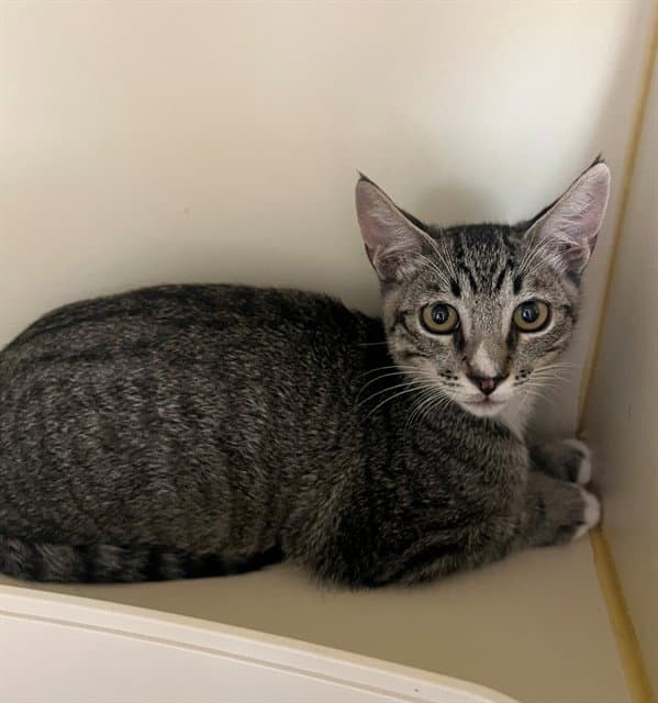Stitch - Domestic Short Hair