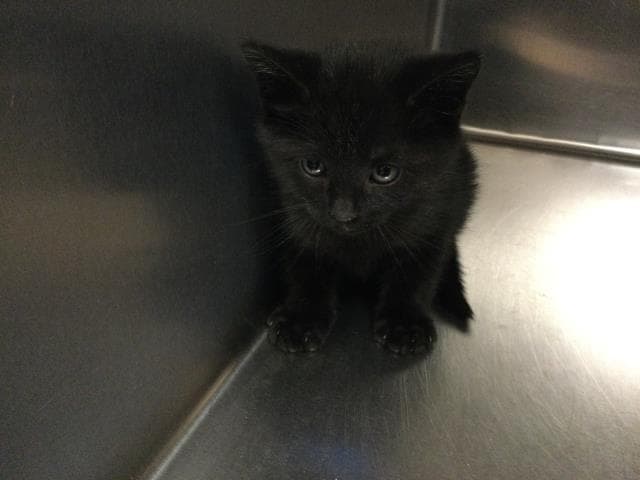 Unknown - Domestic Short Hair