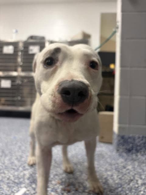 Blanca Bella - American Pit Bull Terrier