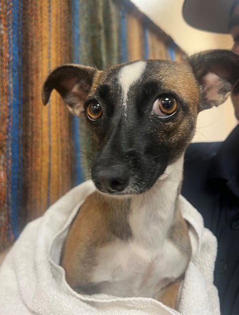 Shelby - Chihuahua