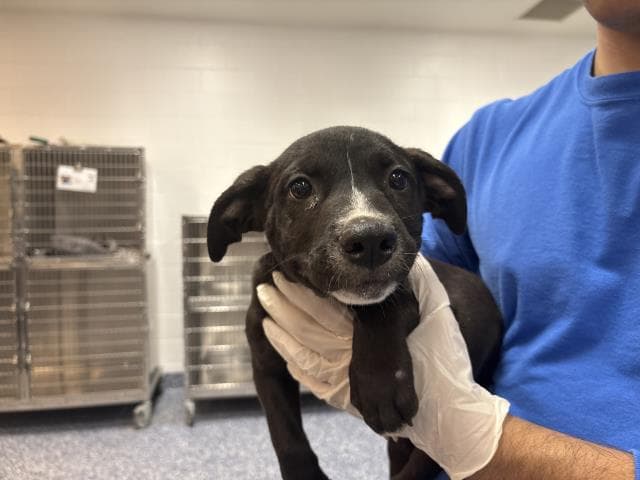 Unknown - Terrier