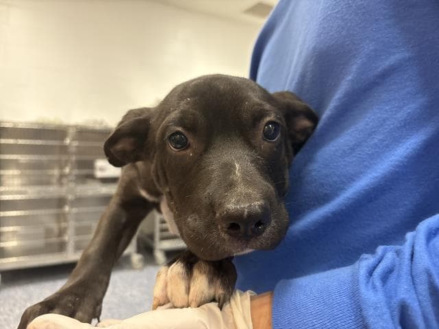 Unknown - Terrier
