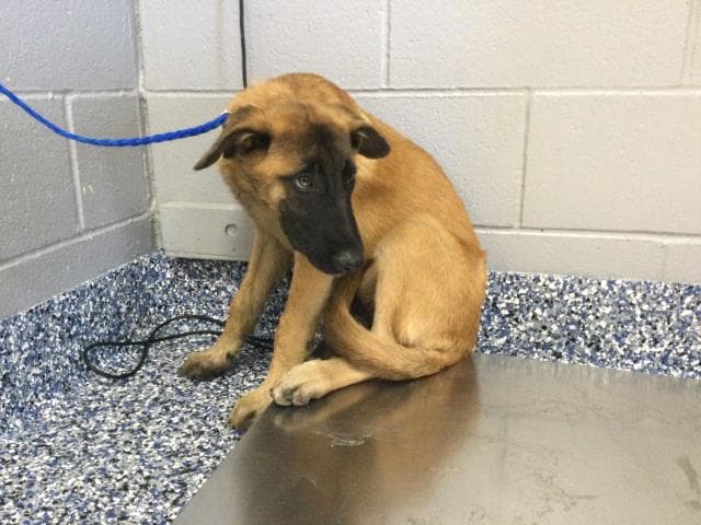 Leo - Belgian Shepherd Malinois