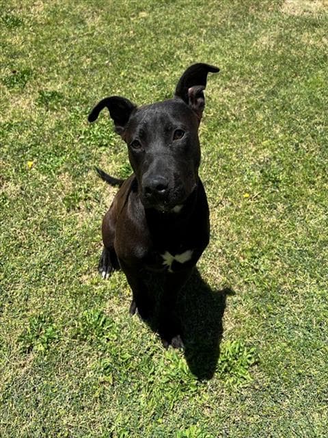 Spyro - Pit Bull Terrier