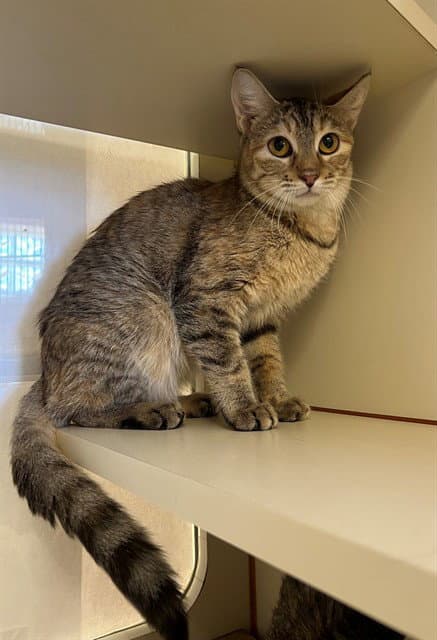 Skittles - Domestic Short Hair