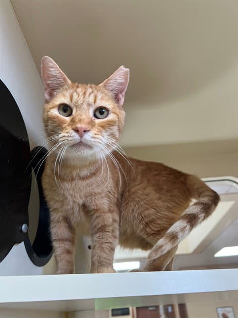 Chuck Norris - Domestic Short Hair