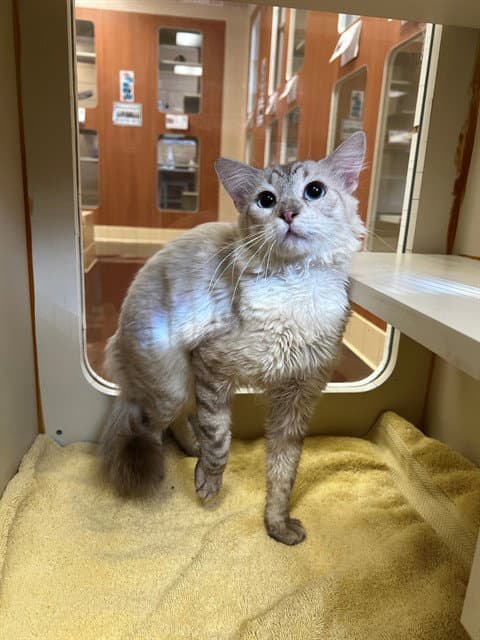 Gandalf - Domestic Long Hair