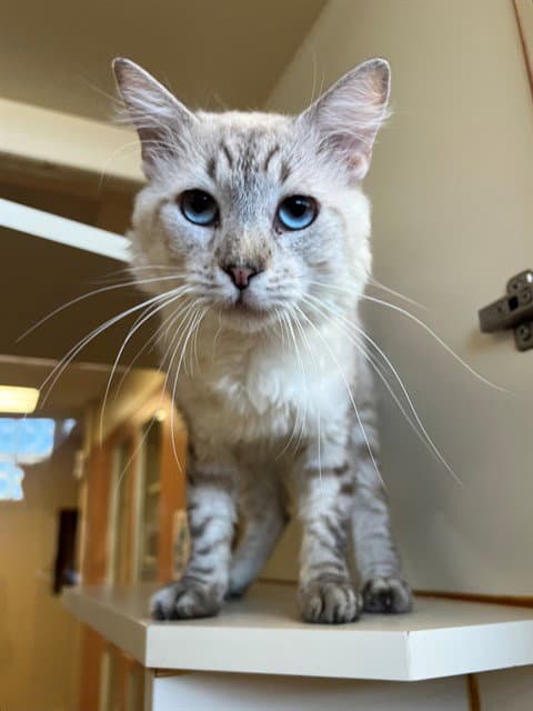 Gandalf - Domestic Long Hair