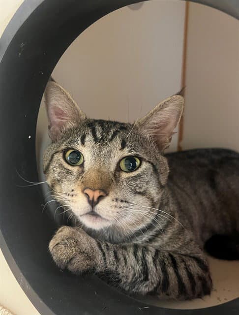 Leo - Domestic Short Hair