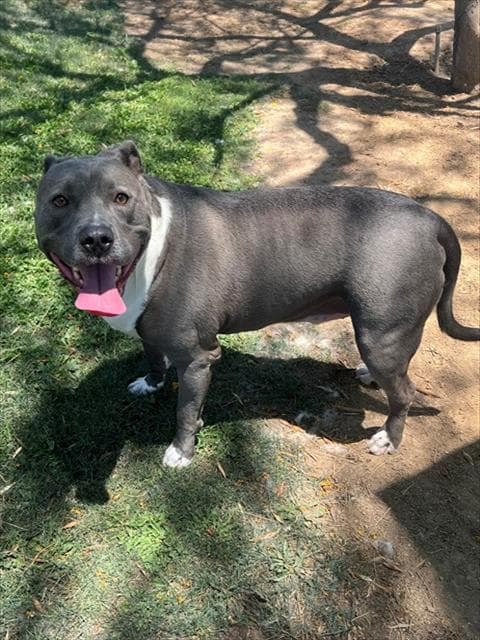Buster - Pit Bull Terrier