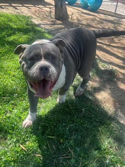 Big Bertha - American Bulldog