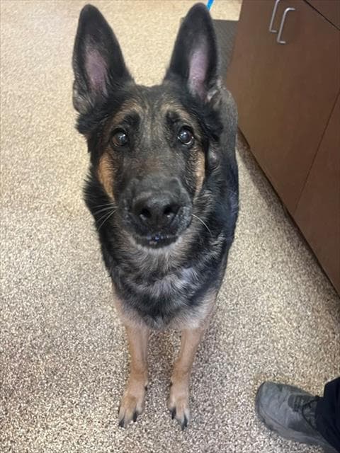 Gretchen - Belgian Shepherd Malinois