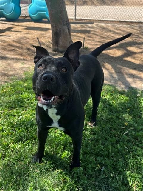 Shirley - Pit Bull Terrier