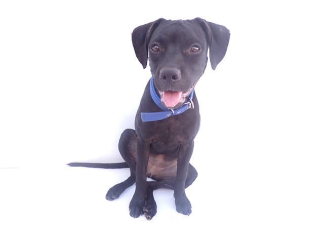 Blackie - Pit Bull Terrier
