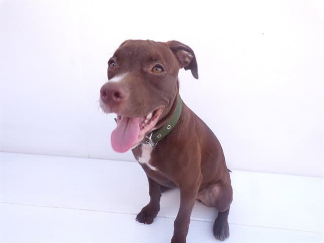 Red - Pit Bull Terrier