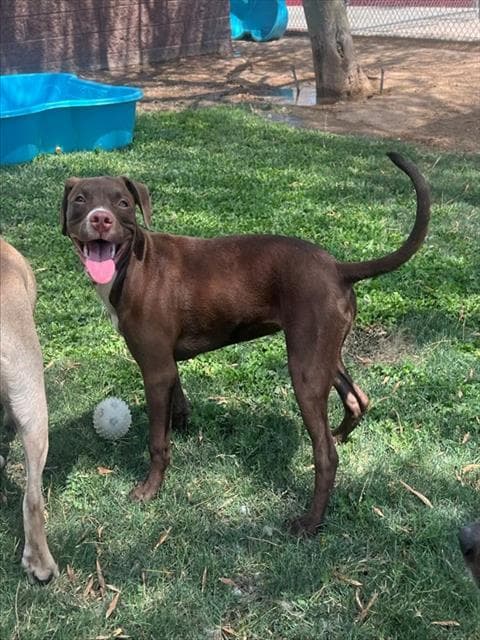 Red - Pit Bull Terrier