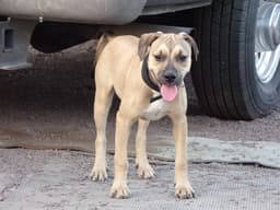 Cinammon image 1