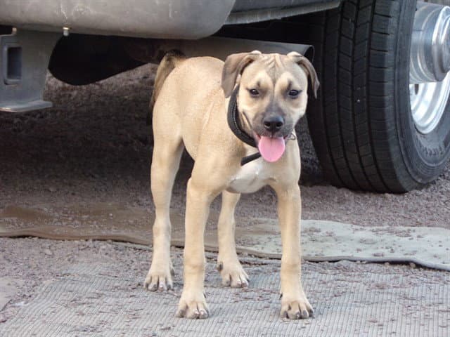 Cinammon - Pit Bull Terrier