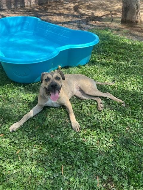 Cinammon - Pit Bull Terrier