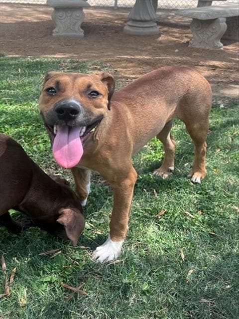 Buffy - Pit Bull Terrier