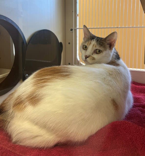 Pudding - Domestic Short Hair