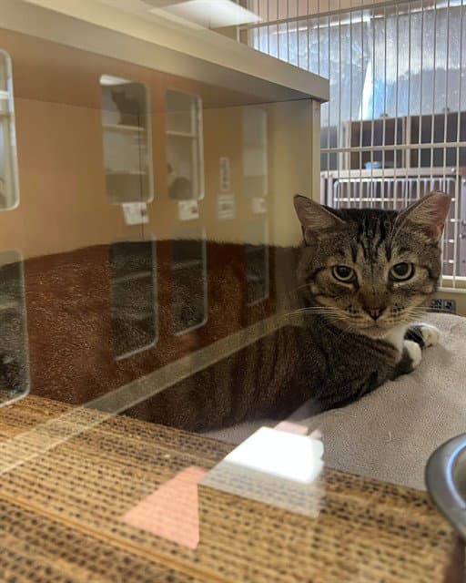 Tubby - Domestic Short Hair