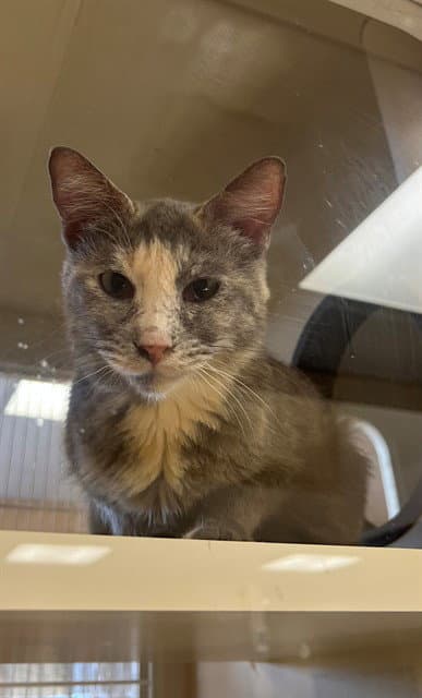 Priscilla - Domestic Long Hair