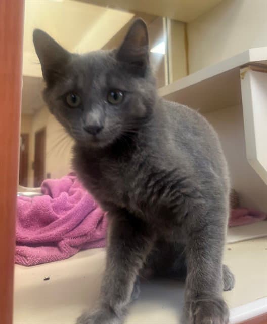 Little Miss Muffet - Domestic Short Hair